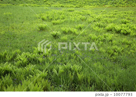 ワタスゲ平が新緑の草やシダで埋まる 10077793