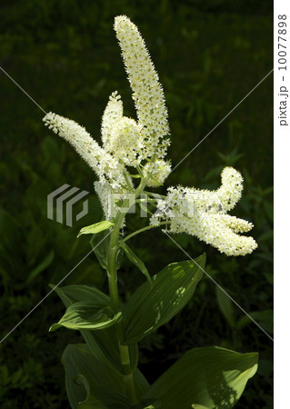 木陰で咲くコバイケイソウの花に光が当たった 木陰で咲くコバイケイソウの花に光が当たった 10077898
