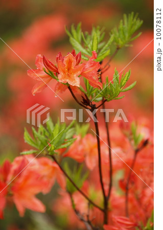 朱色に咲くレンゲツツジの花々 10078112