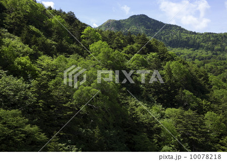 志賀山の山裾を新緑の木々がおおう 志賀山の山裾を新緑の木々がおおう 10078218