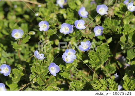 オオイヌノフグリ 10078221