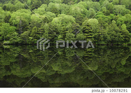 穏やかな池に新緑の森が写りこんだ 10078291