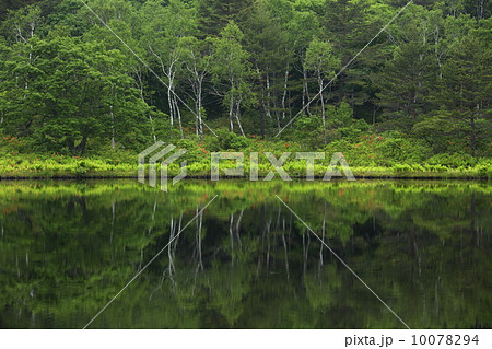 若葉でおおわれ光り輝く湖畔 10078294