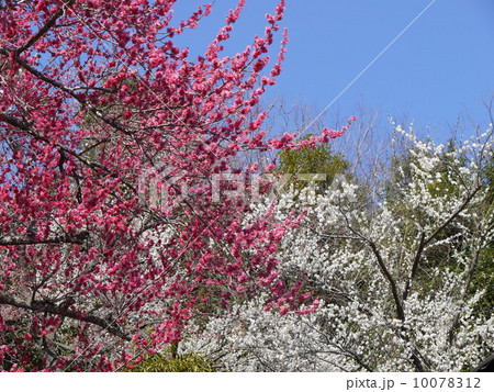 吉野梅郷 10078312