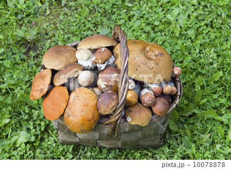 Basket, full mushrooms 10078878