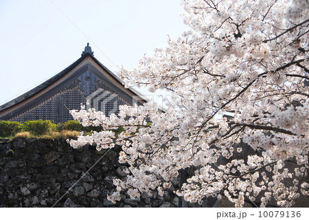 兵庫・篠山城跡と桜 10079136