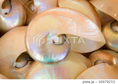 prehistoric nautilus shell 10079253