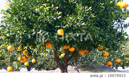 (16:9)鈴なりの完熟不知火:デコポン (16:9)鈴なりの完熟不知火:デコポン 10079923