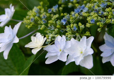 16 9 ガクアジサイ 墨田の花火の写真素材