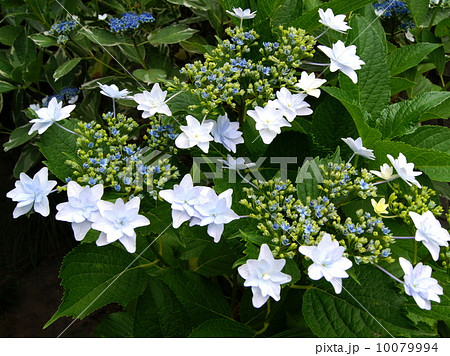 ガクアジサイ:墨田の花火 ガクアジサイ:墨田の花火 10079994