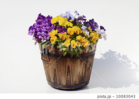 プランター寄植え 10083043