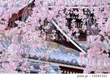 Weeping sakura tree with japanese temple Weeping sakura tree with japanese temple 10085302