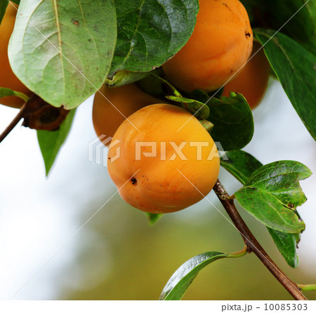 Persimmon tree 10085303