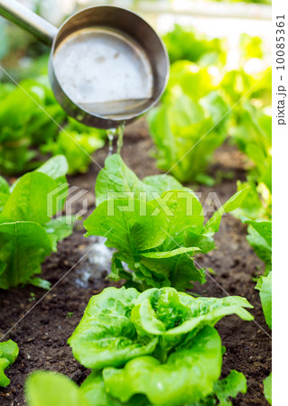 Fertilization of lettuce 10085361