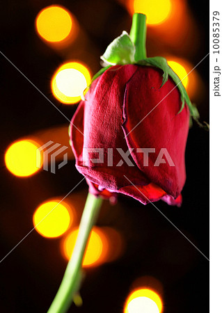 Wilted red rose Wilted red rose 10085379