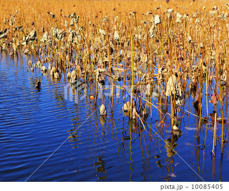 Dry lotus pond Dry lotus pond 10085405