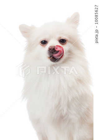 White pomeranian licking its nose White pomeranian licking its nose 10085627