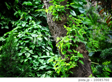 Tree with green leaf Tree with green leaf 10085760