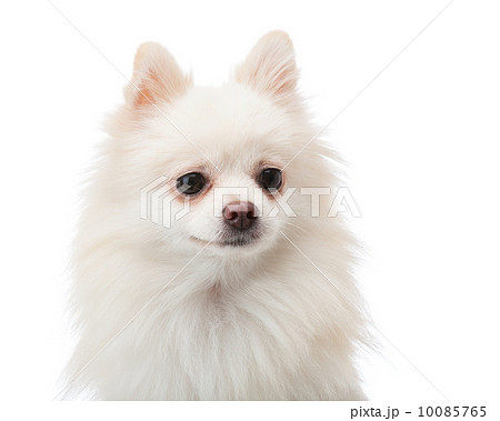White pomeranian White pomeranian 10085765