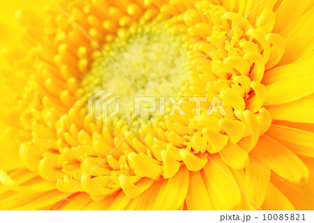 Yellow daisy close up 10085821