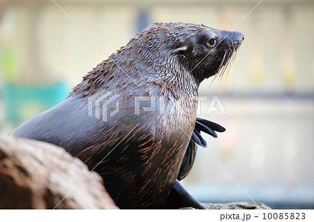 Sea lion at outdoor 10085823