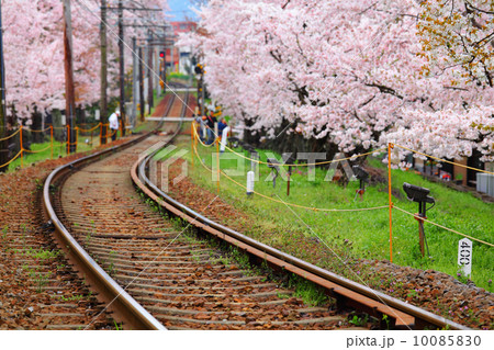 Railway and sakura tree Railway and sakura tree 10085830