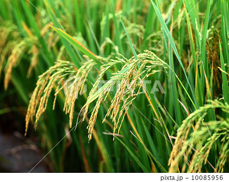 Paddy rice 10085956