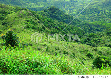 Forest on mountain Forest on mountain 10086047