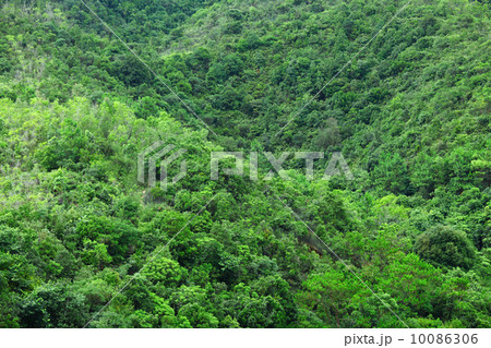 Forest in mountian Forest in mountian 10086306