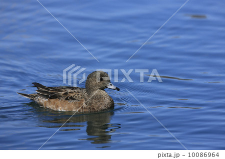 ヒドリガモ 10086964