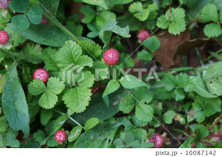 藪蛇苺ヤブヘビイチゴ　ヘビ苺の倍くらいの大きさです。 10087142