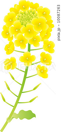 菜の花 菜の花 10087263