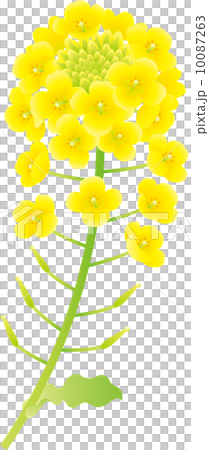 菜の花 菜の花 10087263