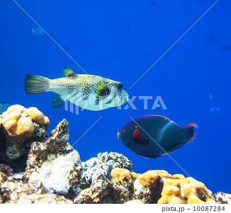 Coral fish Coral fish 10087284