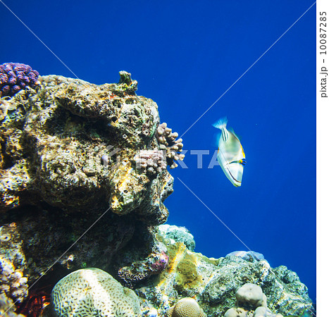 Coral fish Coral fish 10087285
