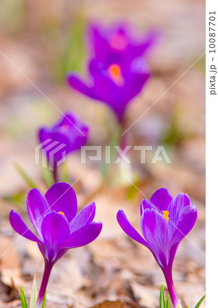 クロッカス 10087701