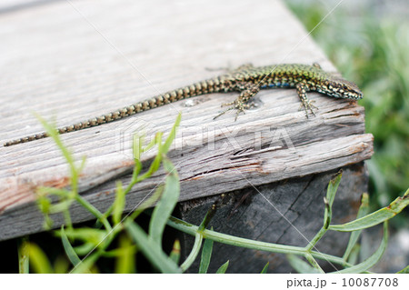 small green lizard on a park bench small green lizard on a park bench 10087708