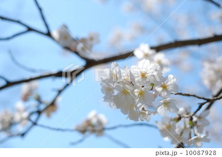 桜と枝と青空 10087928