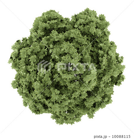 top view of common maple tree isolated on white background 10088115