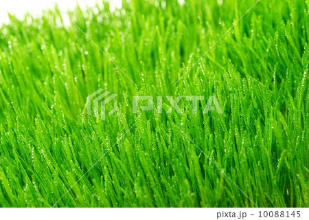 Dew on a fresh green grass Dew on a fresh green grass 10088145