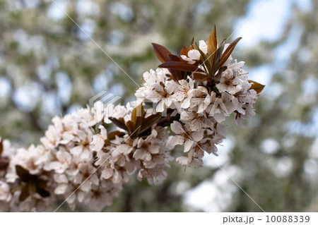 white cherry flowers on spring time 10088339