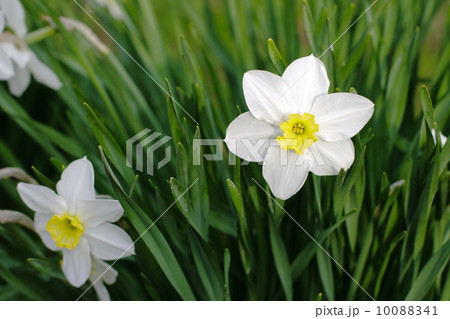 white narcissus flowers in the garden 10088341