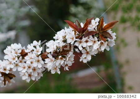 white cherry flowers on spring time 10088342