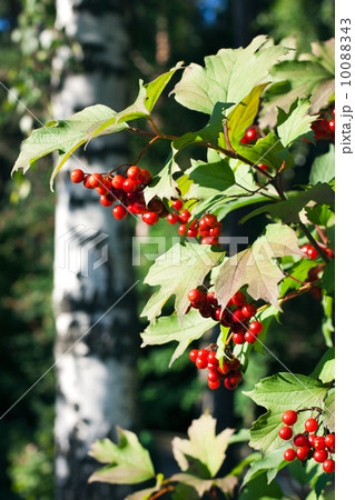 Red Viburnum berries in the tree Red Viburnum berries in the tree 10088343
