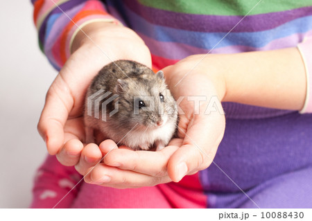 Djungarian hamster in girl hand Djungarian hamster in girl hand 10088430