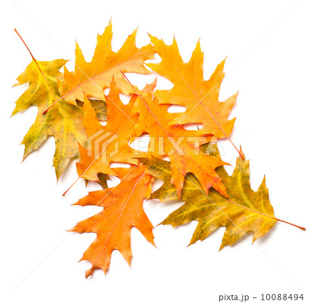 heap of yellow autumn leaves 10088494