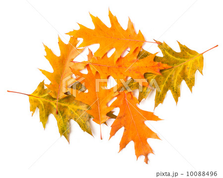 heap of yellow autumn leaves 10088496