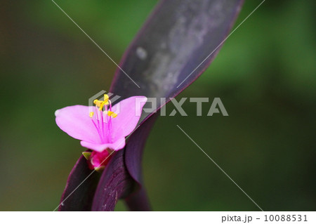 Rhoeo spathacea Rhoeo spathacea 10088531