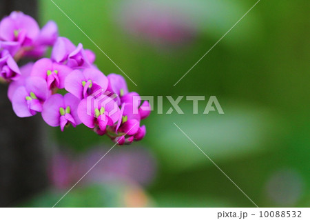 Hardenbergia 10088532
