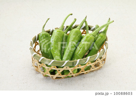 ししとう2 10088603